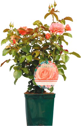 Edelrose - Rosa Hybrida Das Parfum
