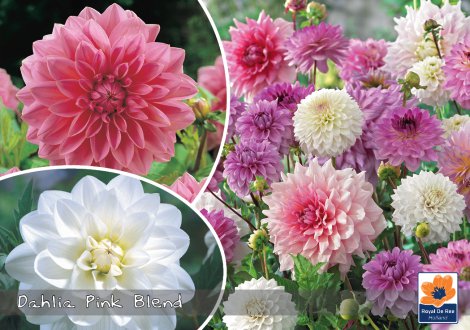 AUSTROSAAT Blumenzwiebel Pink Bland 3 Stk.