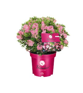 Zwerg-Rhododendron Bloombux® Magenta