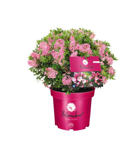 Zwerg-Rhododendron Bloombux® Magenta