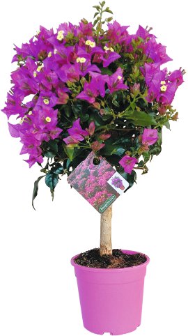 Drillingsblume Ministamm