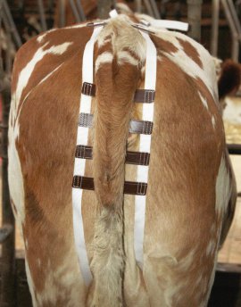 Nylon-Vorfallbandage mit Ledereinsatz