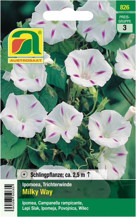 Ipomoea Milky Way