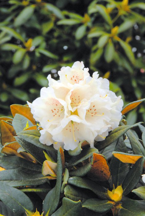 Rhododendron Gristeder Neuheiten®