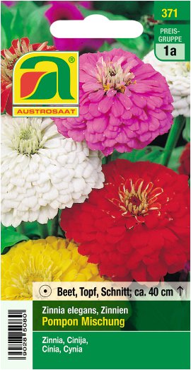 Zinnien niedrige Pompon