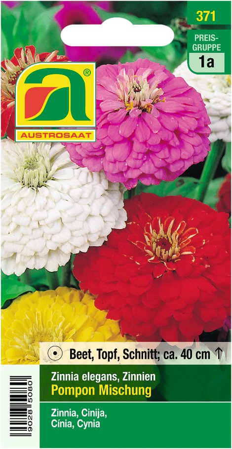 Zinnien niedrige Pompon
