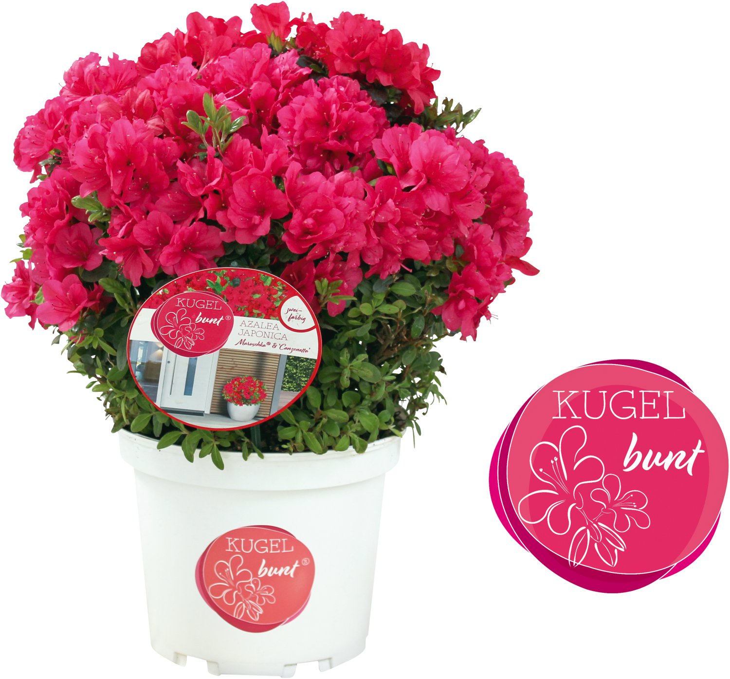 Japanische Azaleen KUGELbunt®