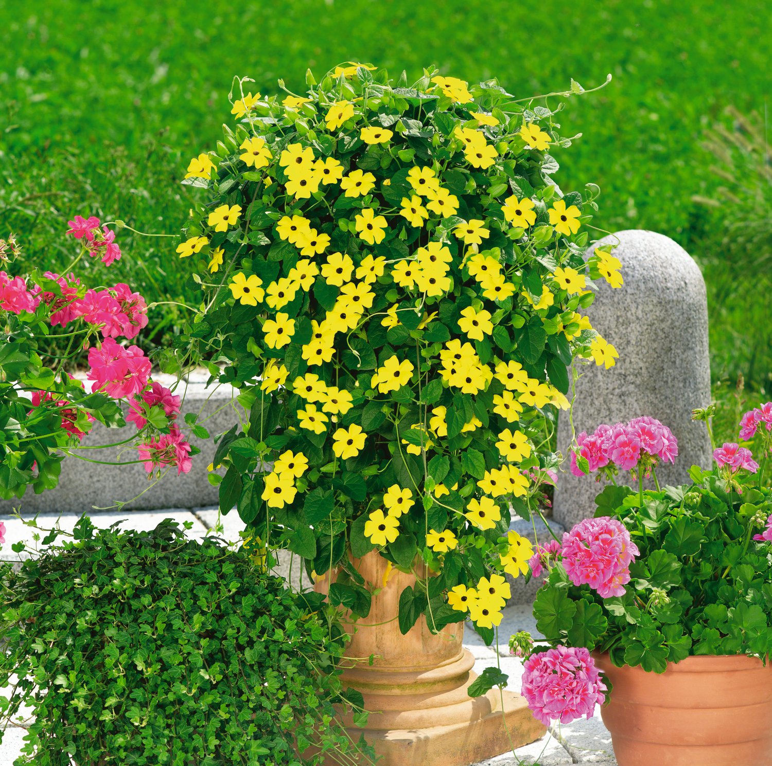 Schwarzäugige Susanne - Thunbergia alata