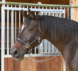 Halfter Mustang, schwarz/silber