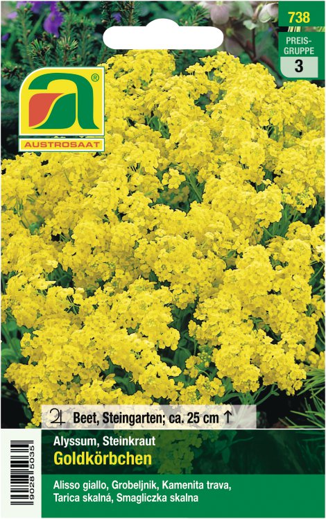 Alyssum Goldkörbchen