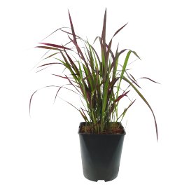 Japanisches Blutgras Red Baron Topfgröße 5l