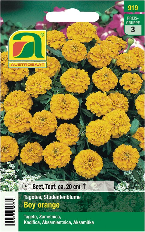 Tagetes Boy, orange