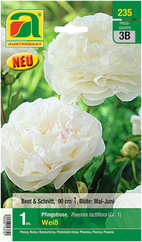 Paeonia weiß