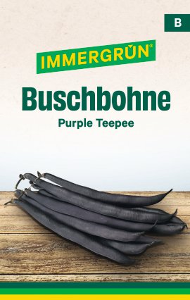 IMMERGRÜN Tütensamen Buschbohne Purple Teepee