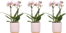 Phalaenopsis 2 Rispen