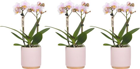 Phalaenopsis 2 Rispen 9cm-Topf