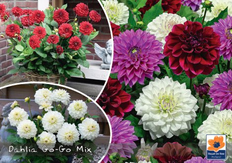 AUSTROSAAT Blumenzwiebel GO-GO Mix