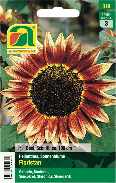 Helianthus Floristan