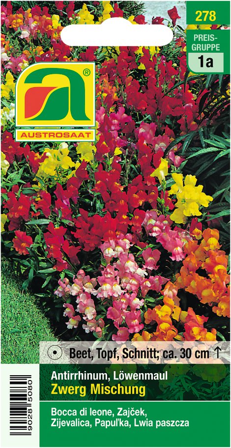 Antirrhinum Löwenmaul Zwerg