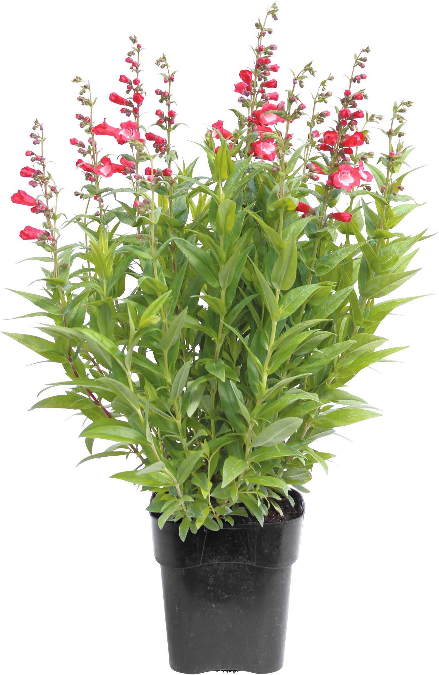 Staudenmix Indian Summer