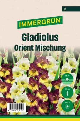 IMMERGRÜN Blumenzwiebel Gladiolus Orient Mischung