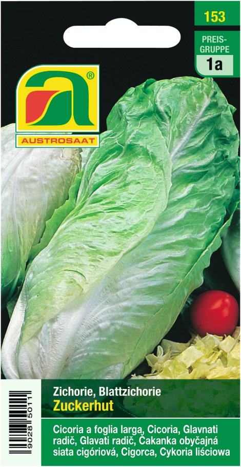 Zichoriensalat Zuckerhut