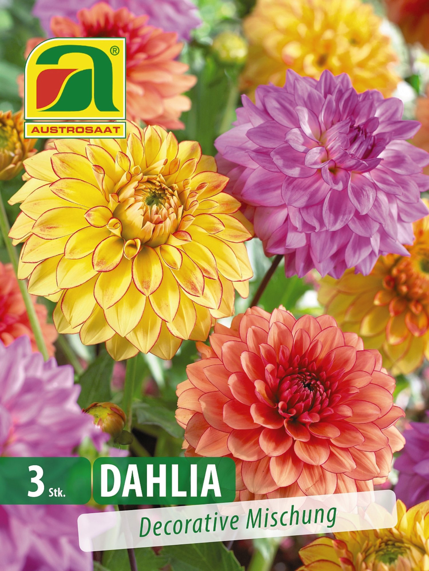 Blumenzwiebel Dahlien Schmuckmischung