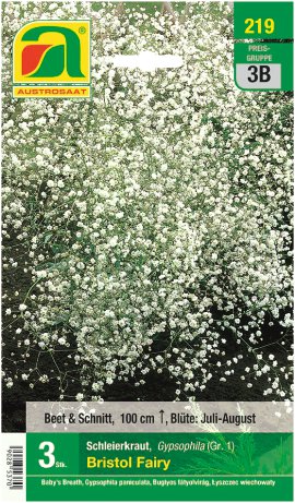 Gypsophila Bristol Fairy