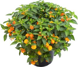 Mediterrane Stämmchen und Büsche