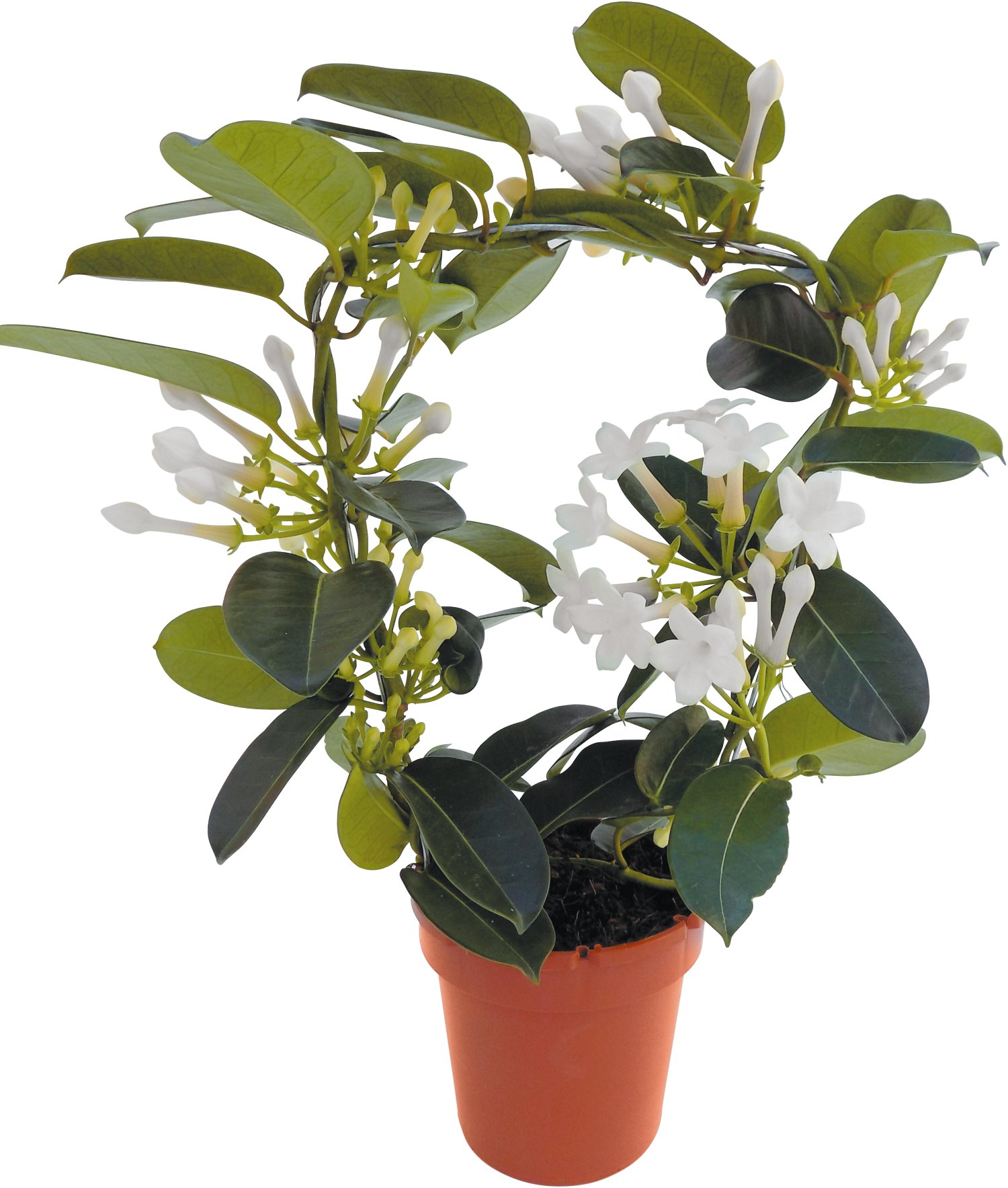 Kranzschlinge - Stephanotis Floribunda