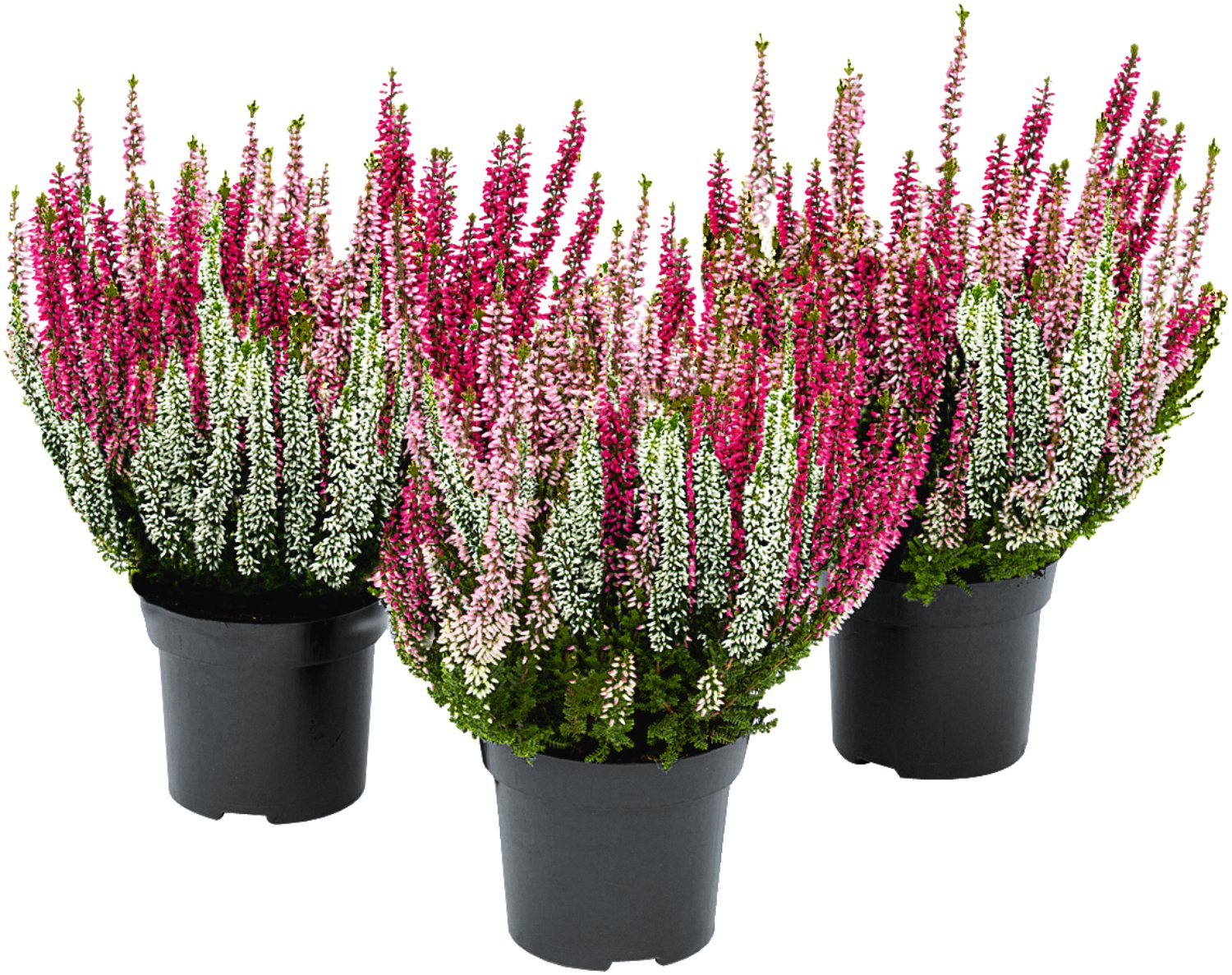 Besenheide - Calluna vulgaris Beauty Ladies Starlight Trios | Lagerhaus