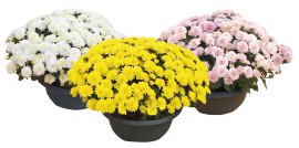 Multiflora-Chrysantheme Schale 21 cm