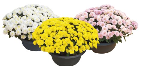 Multiflora-Chrysantheme Schale 21 cm