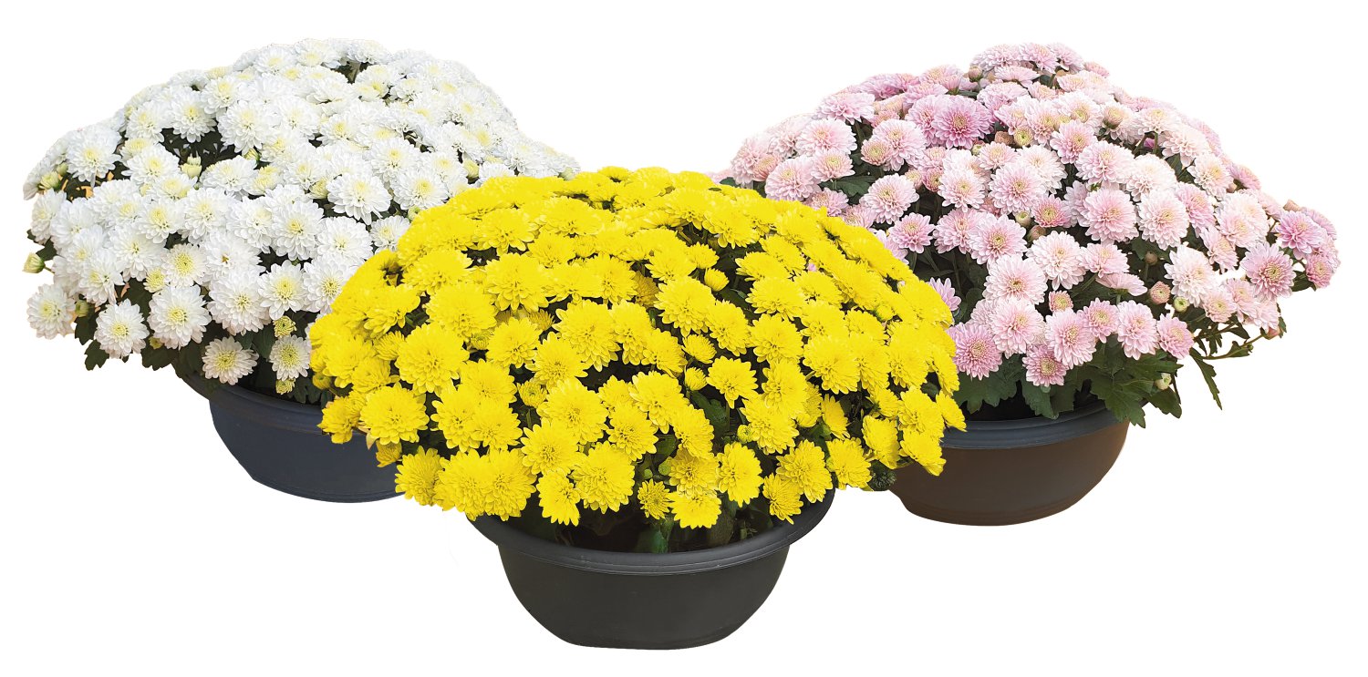 Multiflora-Chrysantheme Schale 21 cm