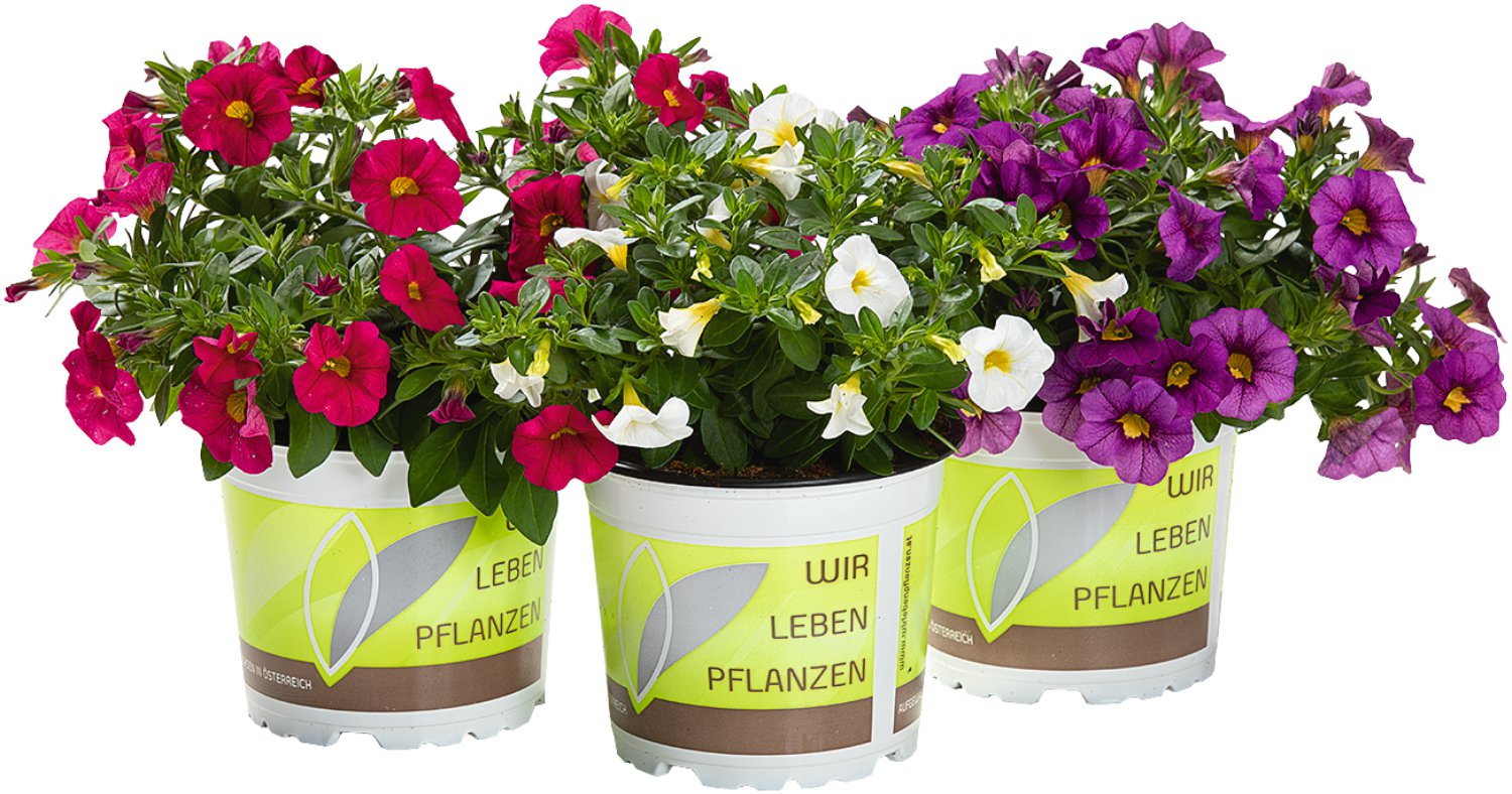 Zauberglöckchen Starbells - Calibrachoa Hybriden