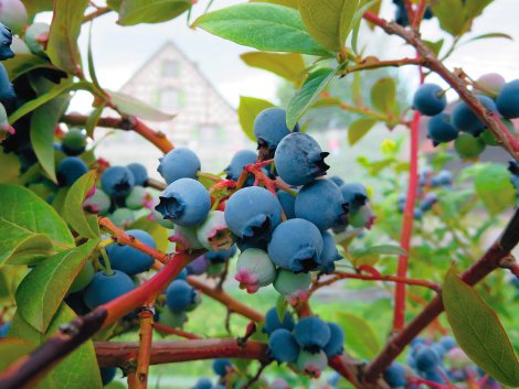 Heidelbeere Bluecrop