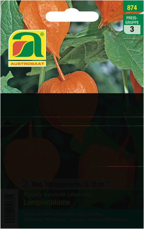 Physalis Lampionblume