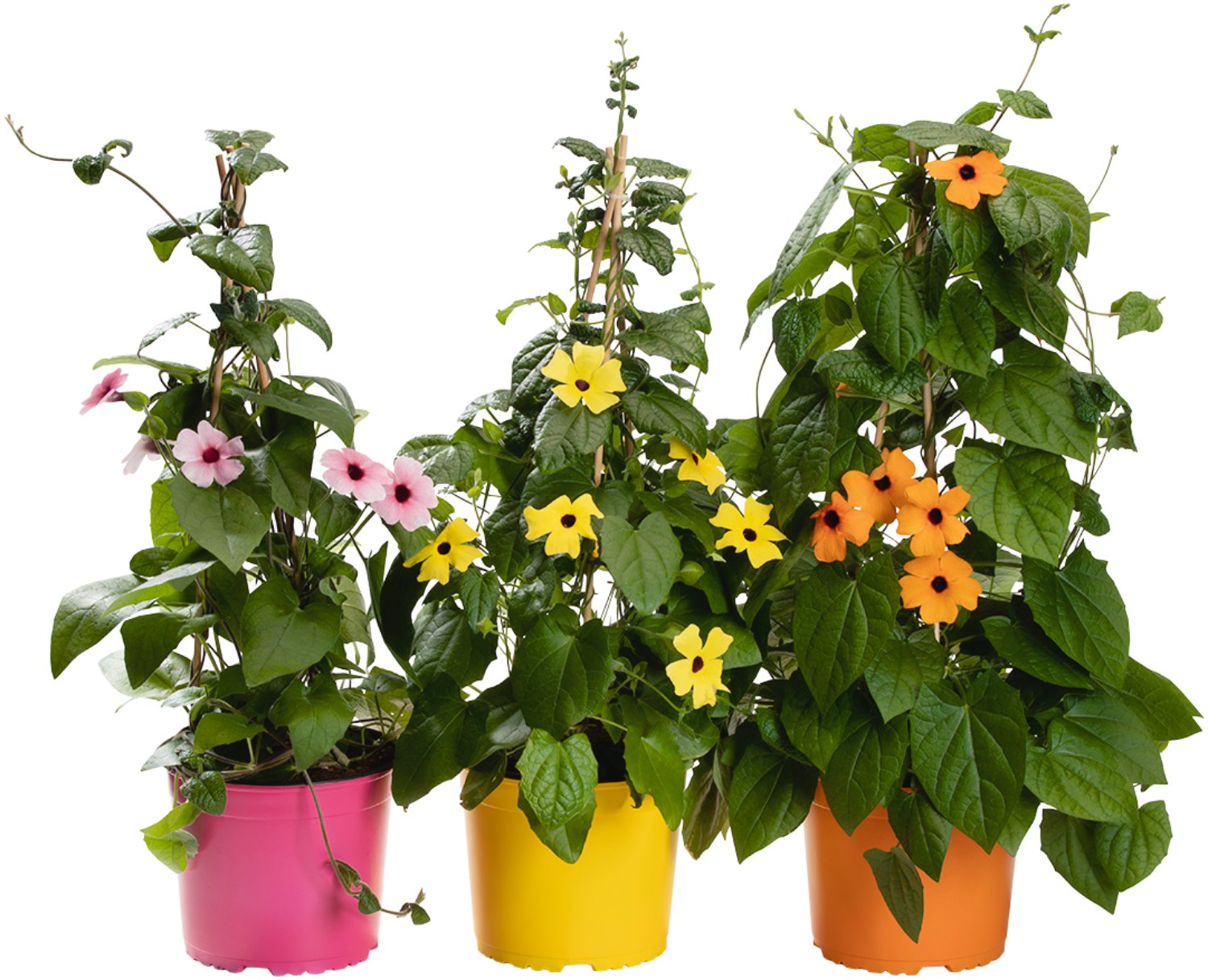 Schwarzäugige Susanne - Thunbergia alata