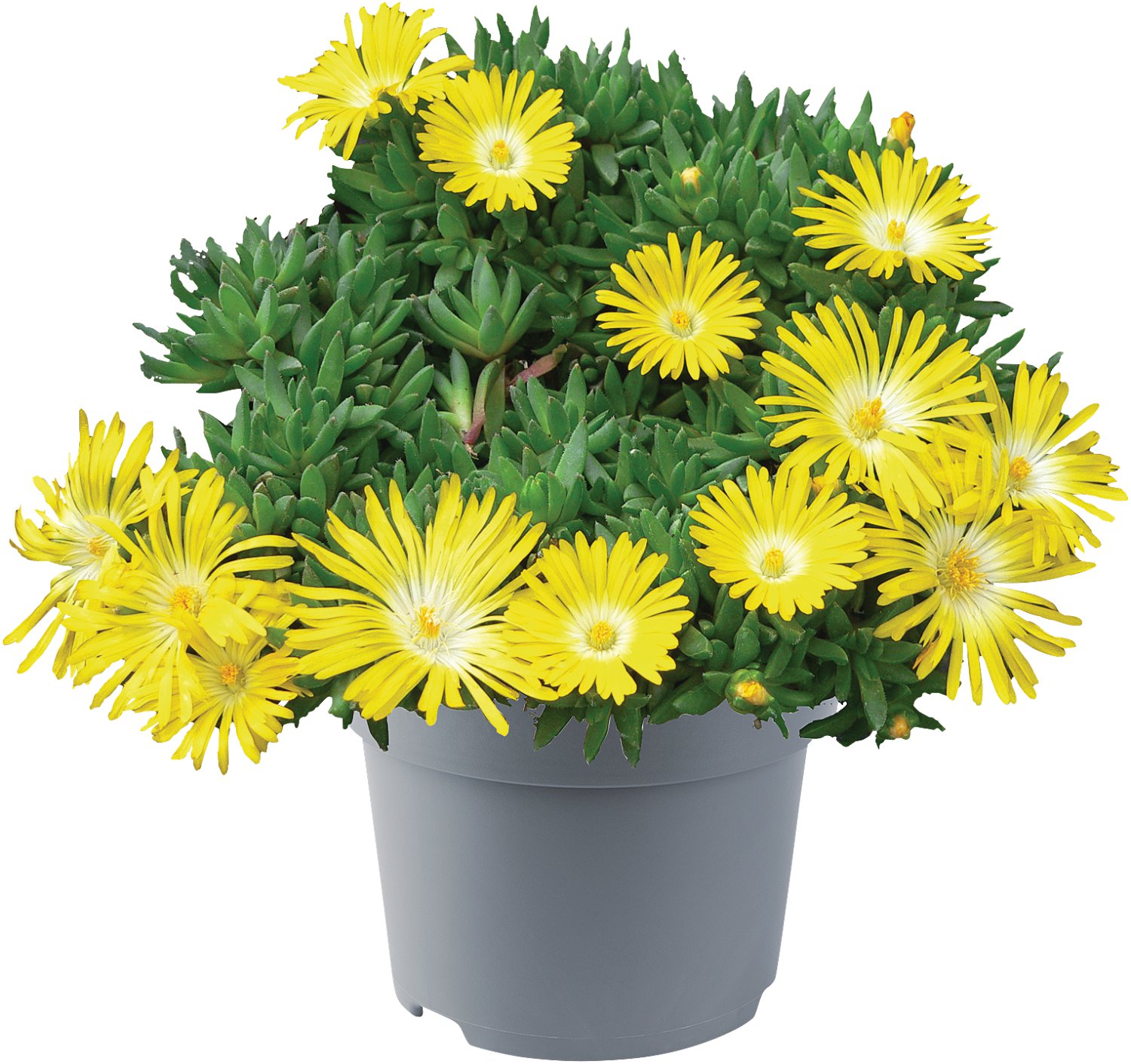 Staudenmix Trockengarten