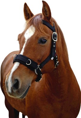 Longierhalfter Cob aus Kunststoff, schwarz