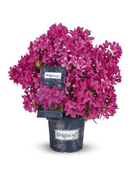 Rhododendron Grazeasy®