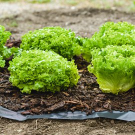 WINDHAGER Unkrautfolie ANTI WEED 95 cm