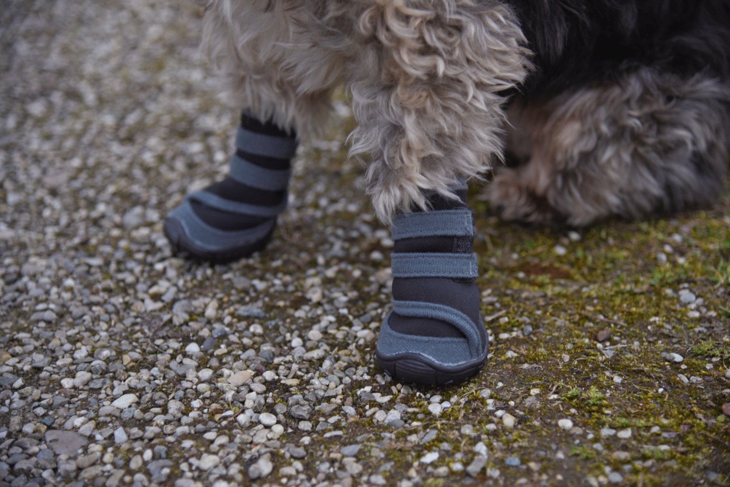 Pfotenschutz Active, grau/schwarz XXL