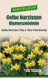 IMMERGRÜN Blumenzwiebel Narzissen