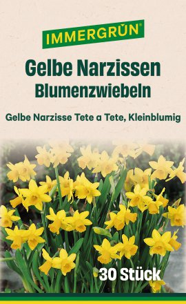 IMMGERGRÜN Blumenzwiebel Narzissen