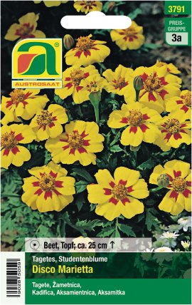 Tagetes Disco Marietta