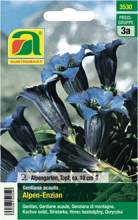 Gentiana Enzian