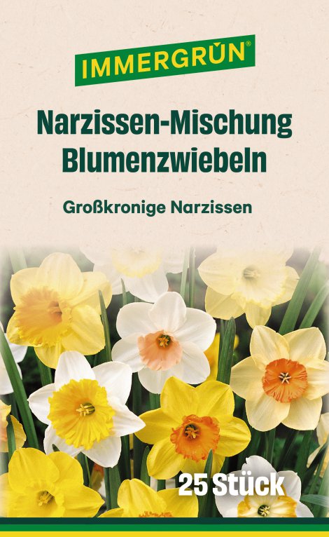 IMMERGRÜN Blumenzwiebel Narzissen Mischung