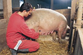 HK Trächtigkeitsdiagnosegerät Schweine, mit Kabel