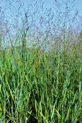 Zierhirse - Panicum virgatum